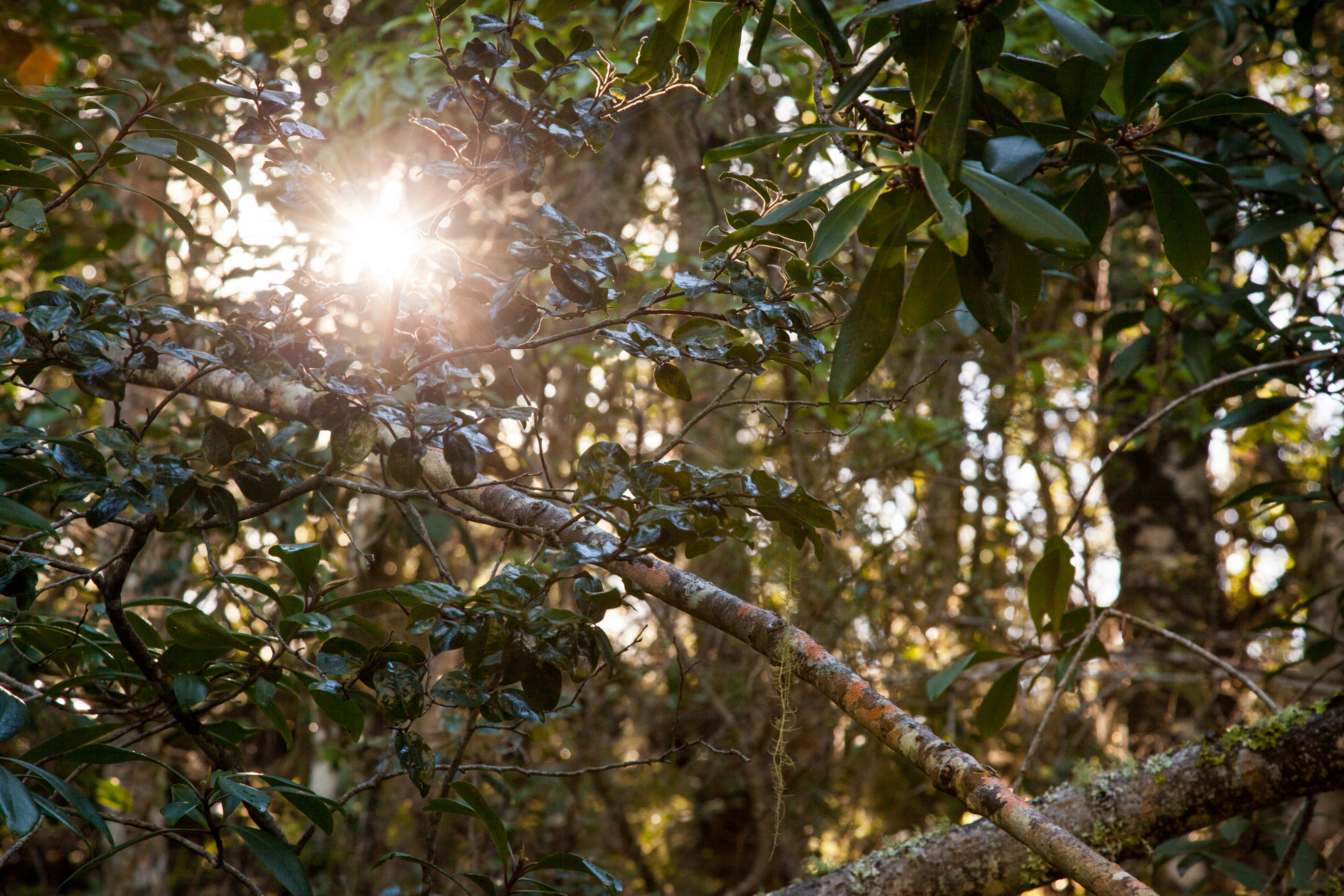 Visitors can contribute by planting their own Milkwood tree
