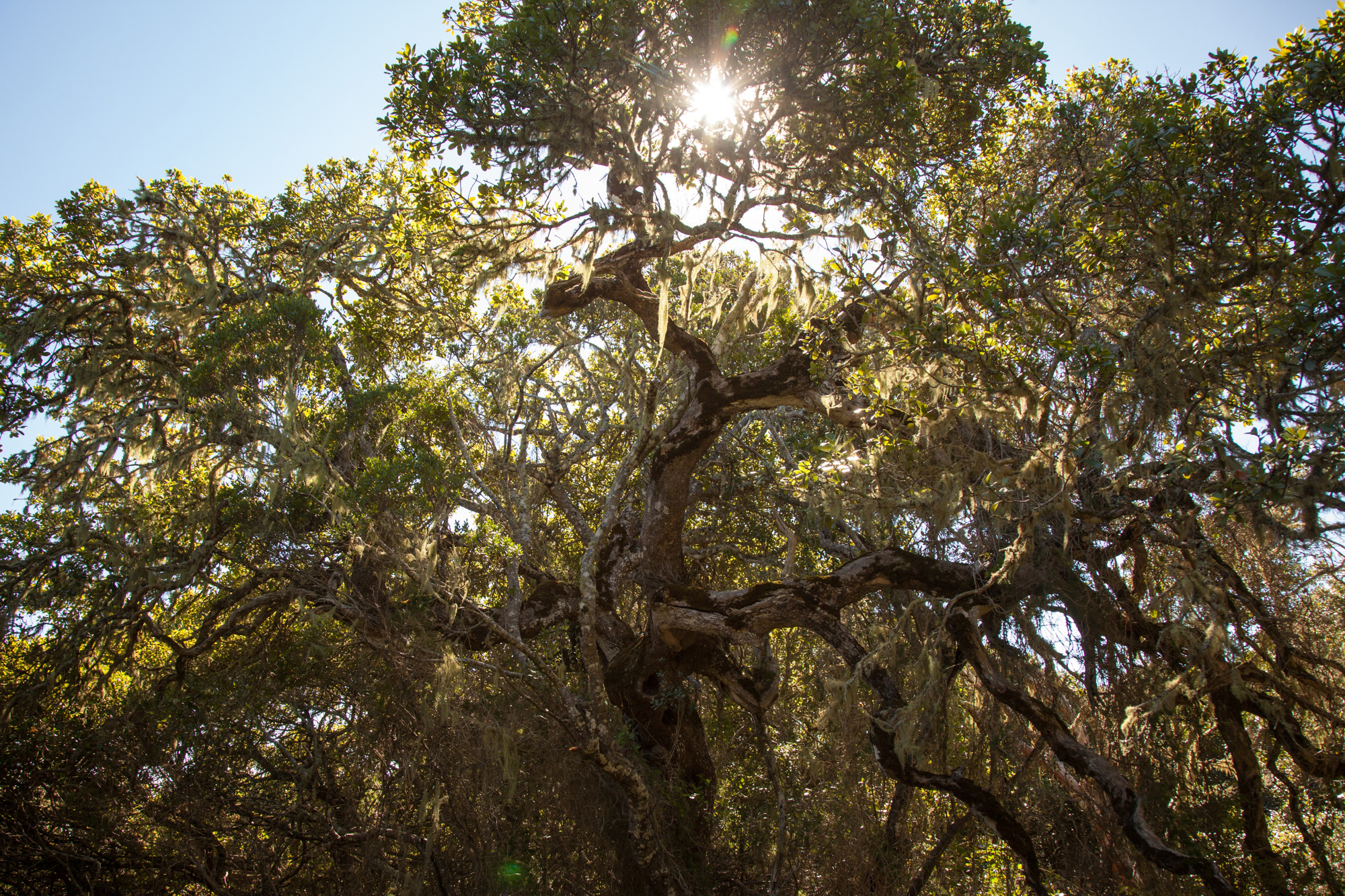 The foundation have full time employees who care for the 2000+ indigenous trees we have plated