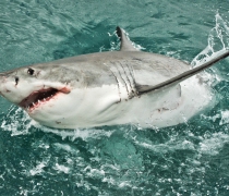 web-grootbos-experience-shark-cage-dive-15.jpg
