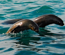 web-grootbos-experience-eco-boat-seal-04.jpg