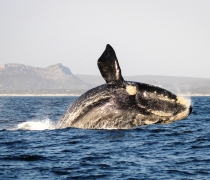 web-grootbos-experience-whale-watching-04.jpg